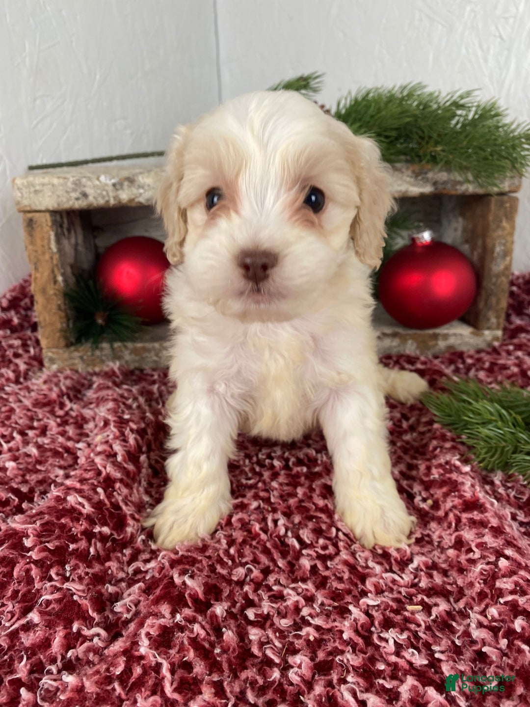 Cockapoo dogs for sale: Cooper - Ad 3