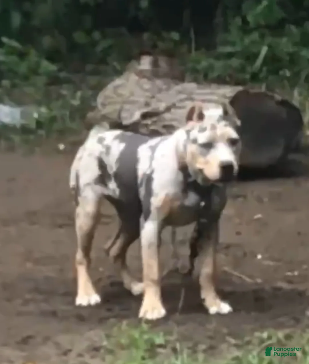 American Bully dogs for sale: American Bully Puppy 1 - Ad 9