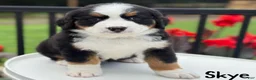 Bernese Mountain Dog dogs for sale: Skye - Ad 7