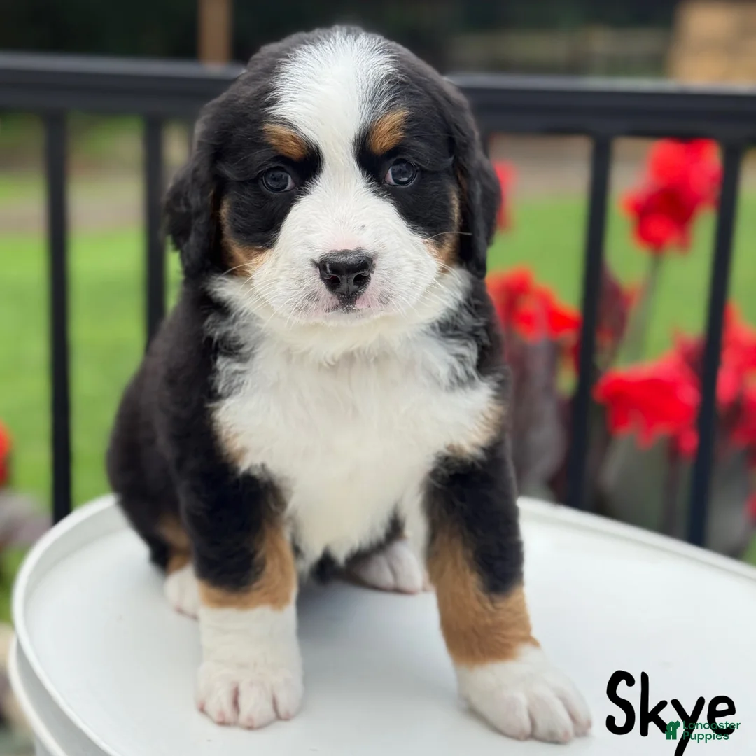 Bernese Mountain Dog dogs for sale: Skye - Ad 7