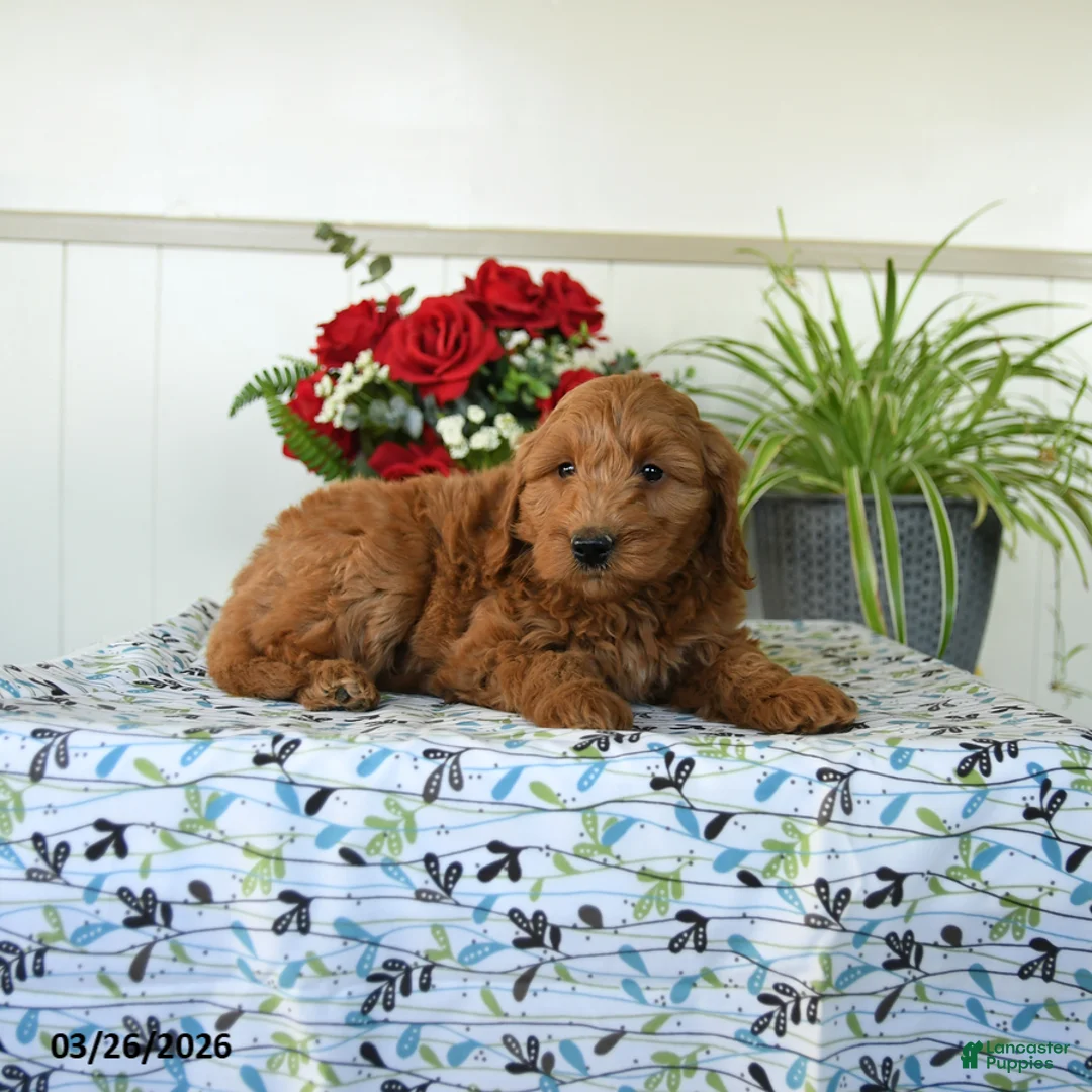 Mini Goldendoodle dogs for sale: Willow - Ad 1