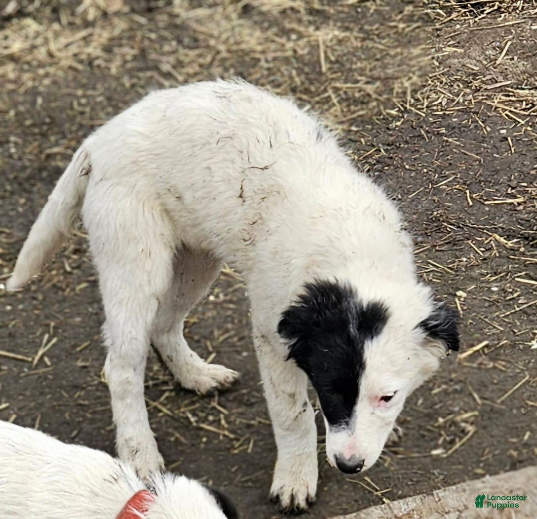 Border Collie dogs for sale: Divvy - Ad 10
