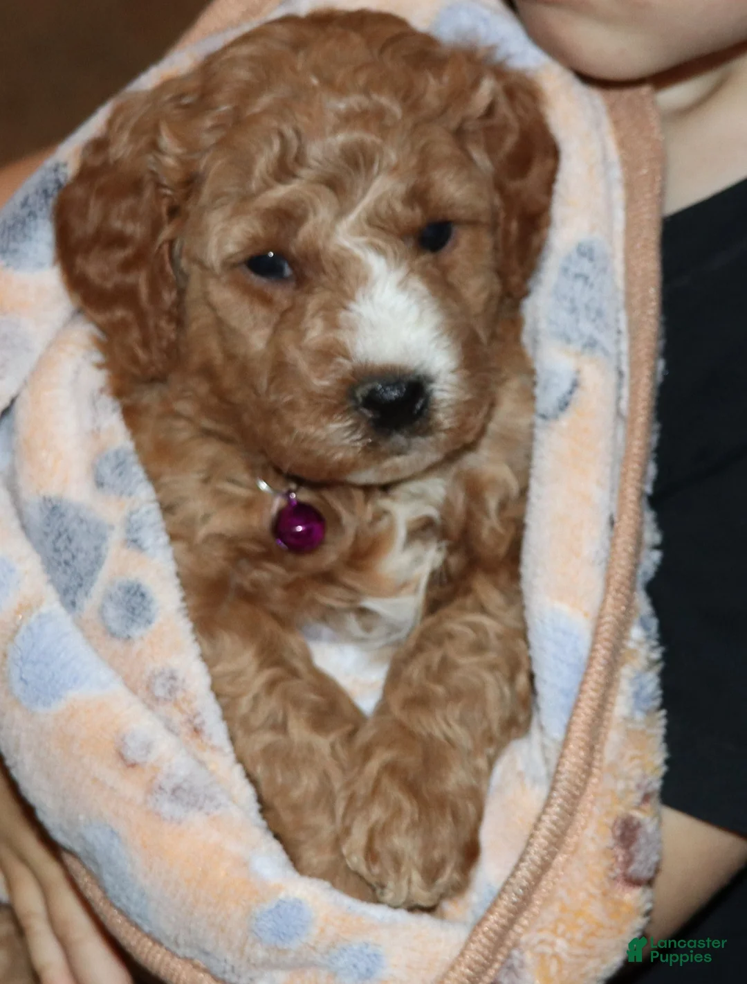 Mini Goldendoodle dogs for sale: Wendy 🌷 Genetic Clear Parents - Ad 10