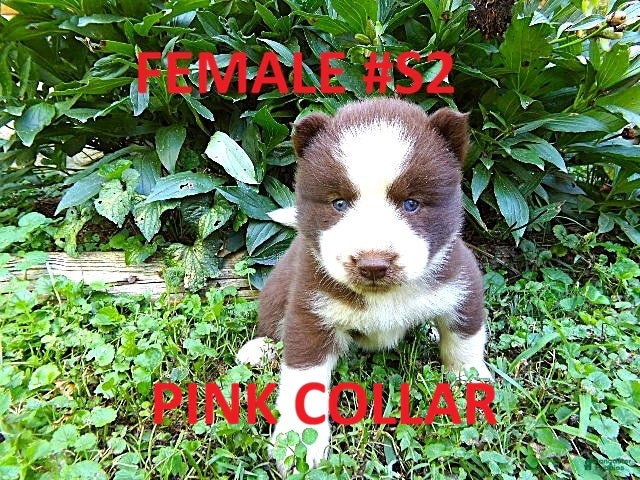 Siberian Husky dogs S2 - Ad 1