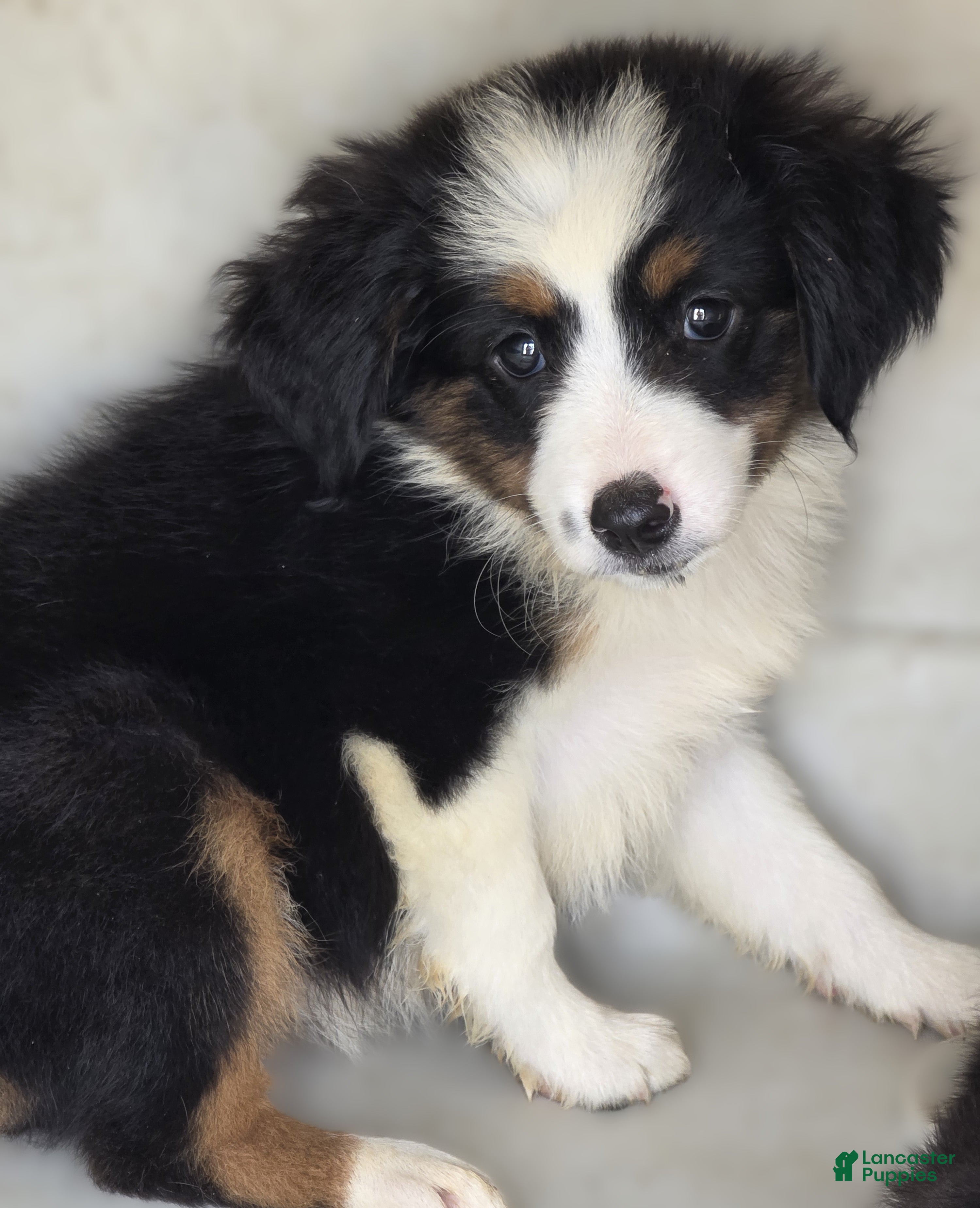 Australian Shepherd dogs Australian Shepherd 2 Buster - Ad 42