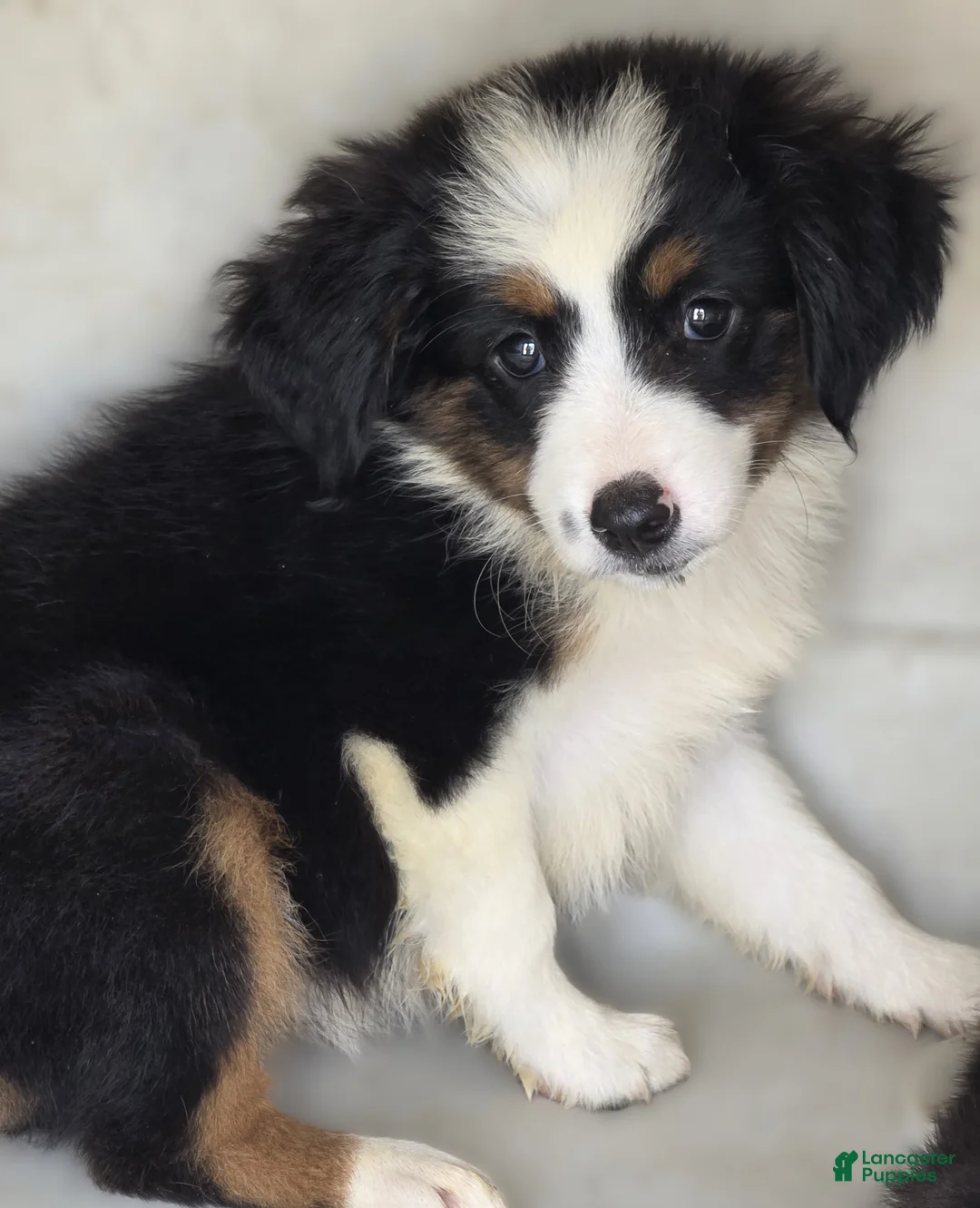 Australian Shepherd dogs for sale: Australian Shepherd 2 Buster - Ad 1