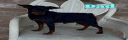 Miniature Pinscher dogs for sale: Tilly - Ad 7