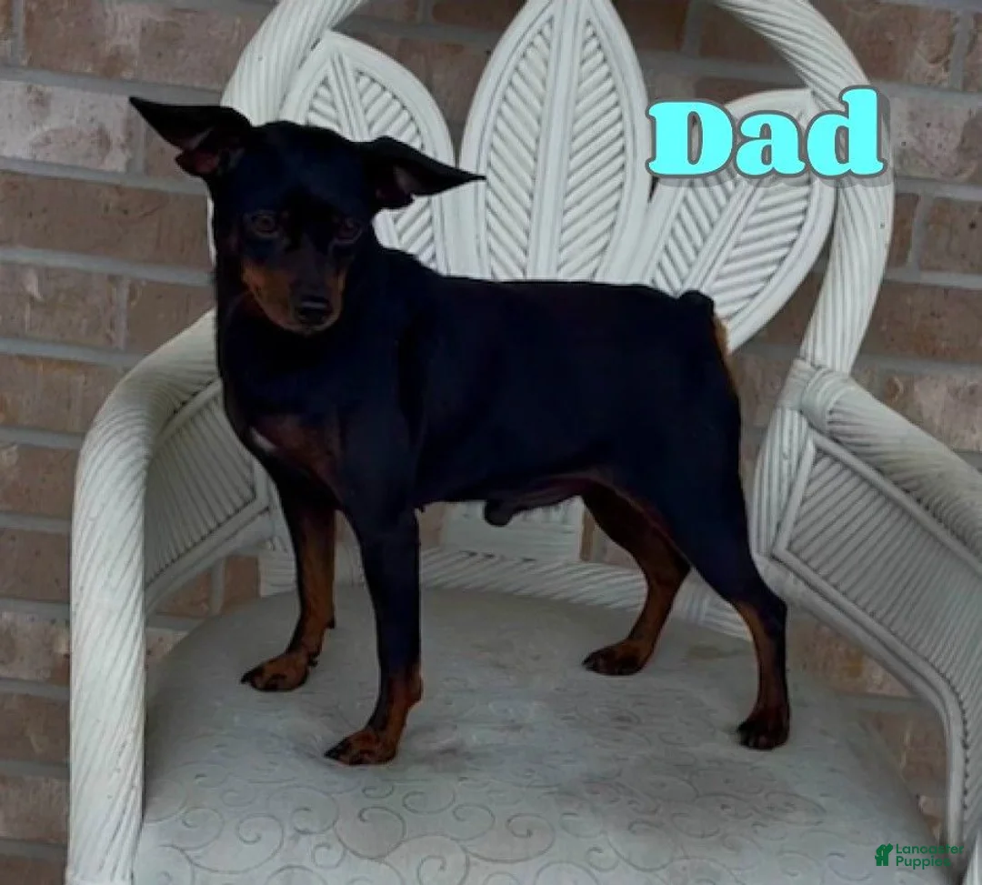 Miniature Pinscher dogs for sale: Tilly - Ad 7