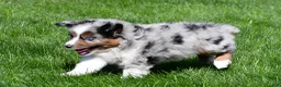 Miniature Australian Shepherd dogs for sale: Tyler - Ad 6