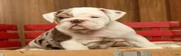 English Bulldog dogs for sale: Gucci - Ad 9