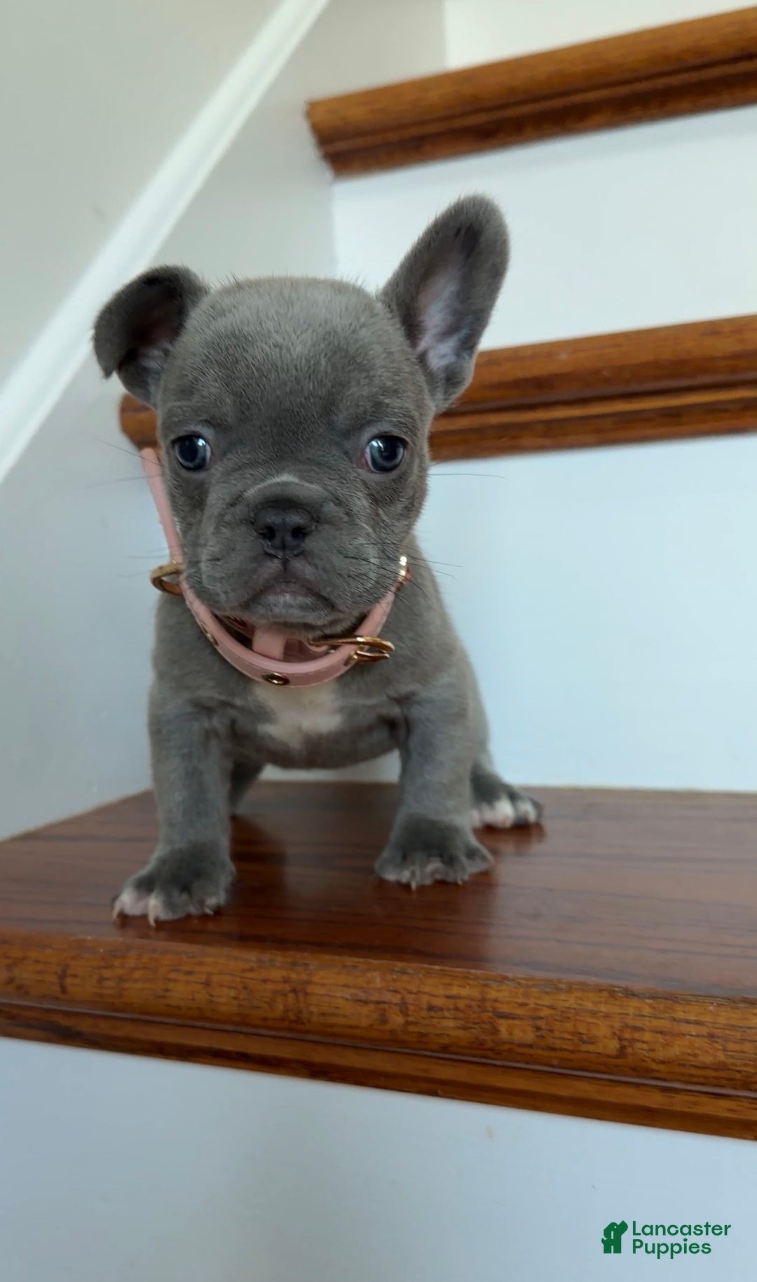 French Bulldog dogs for sale: Lulu - Ad 4