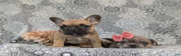 French Bulldog dogs for sale: Romy - Ad 7