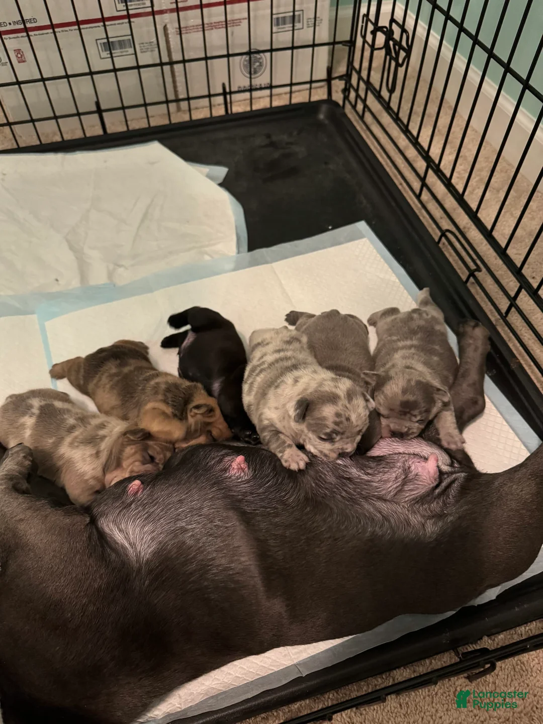 Gallery Image {{count}}