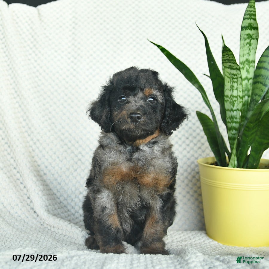 Aussiedoodle dogs Wooly   - Ad 2