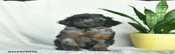 Aussiedoodle dogs for sale: Wooly   - Ad 2