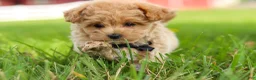 Maltipoo dogs for sale: Nash - Ad 15
