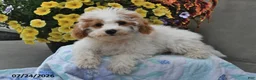 Miniature Poodle dogs for sale: Sugar - Ad 4