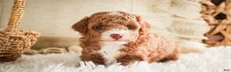 Miniature Poodle dogs for sale: Elenor - Ad 6