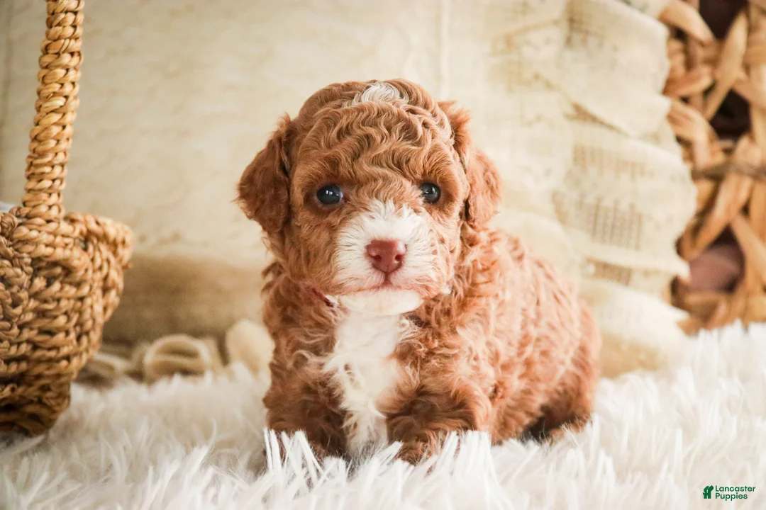 Miniature Poodle dogs for sale: Elenor - Ad 6