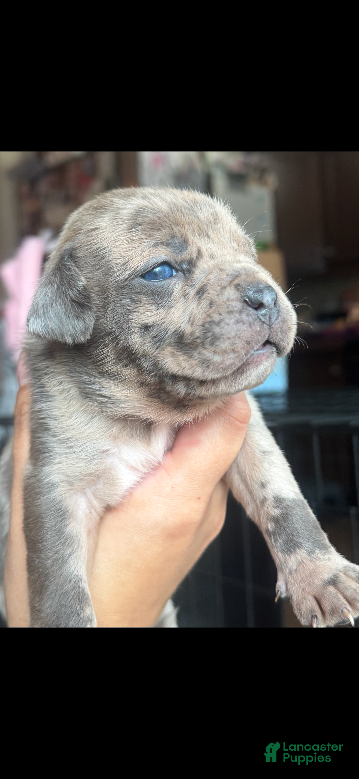 American Bully dogs American Bully 3 - Ad 25