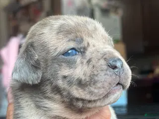 American Bully dogs American Bully 3 - Ad 25
