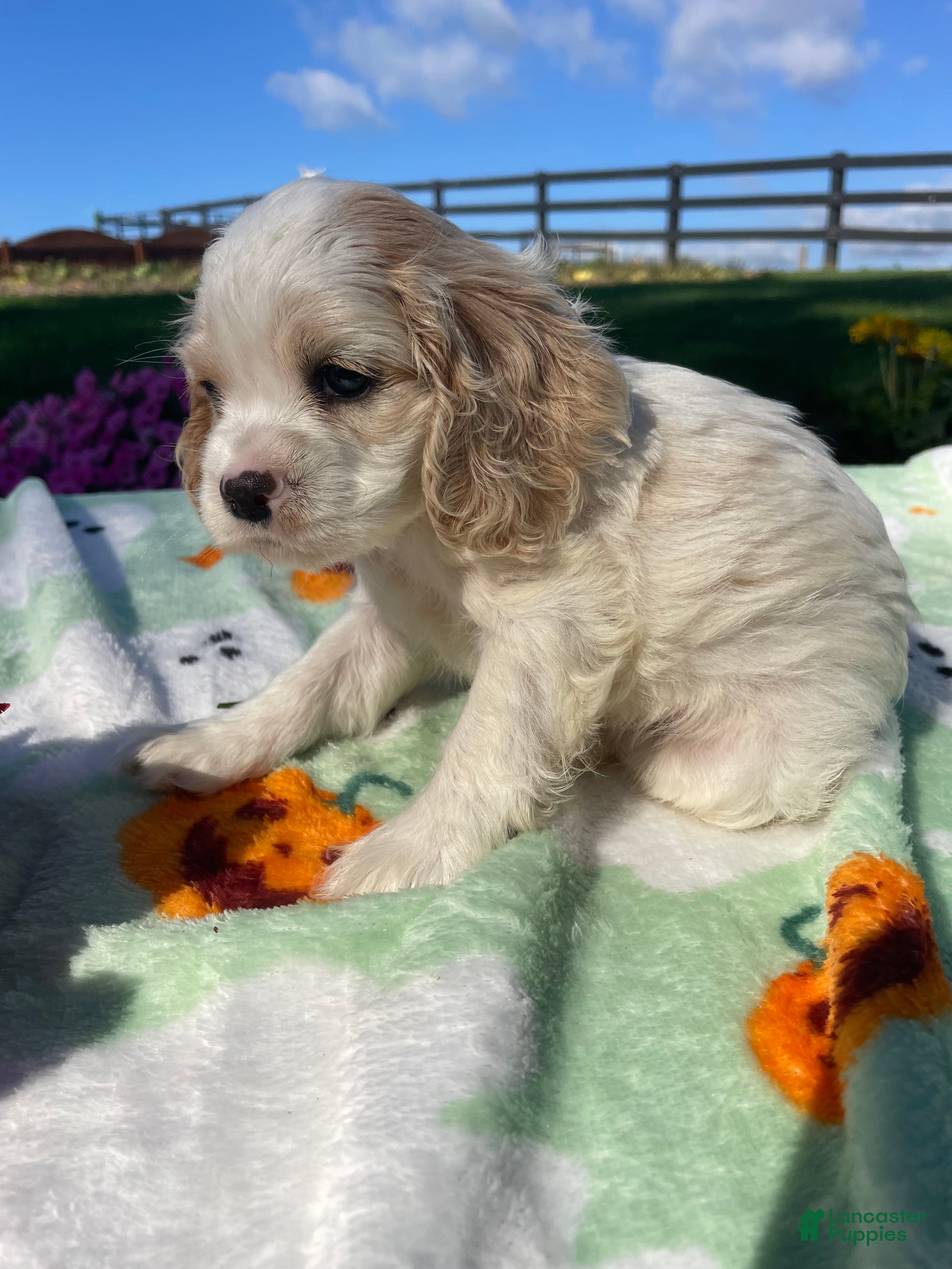 Cocker Spaniel dogs Andy - Ad 1
