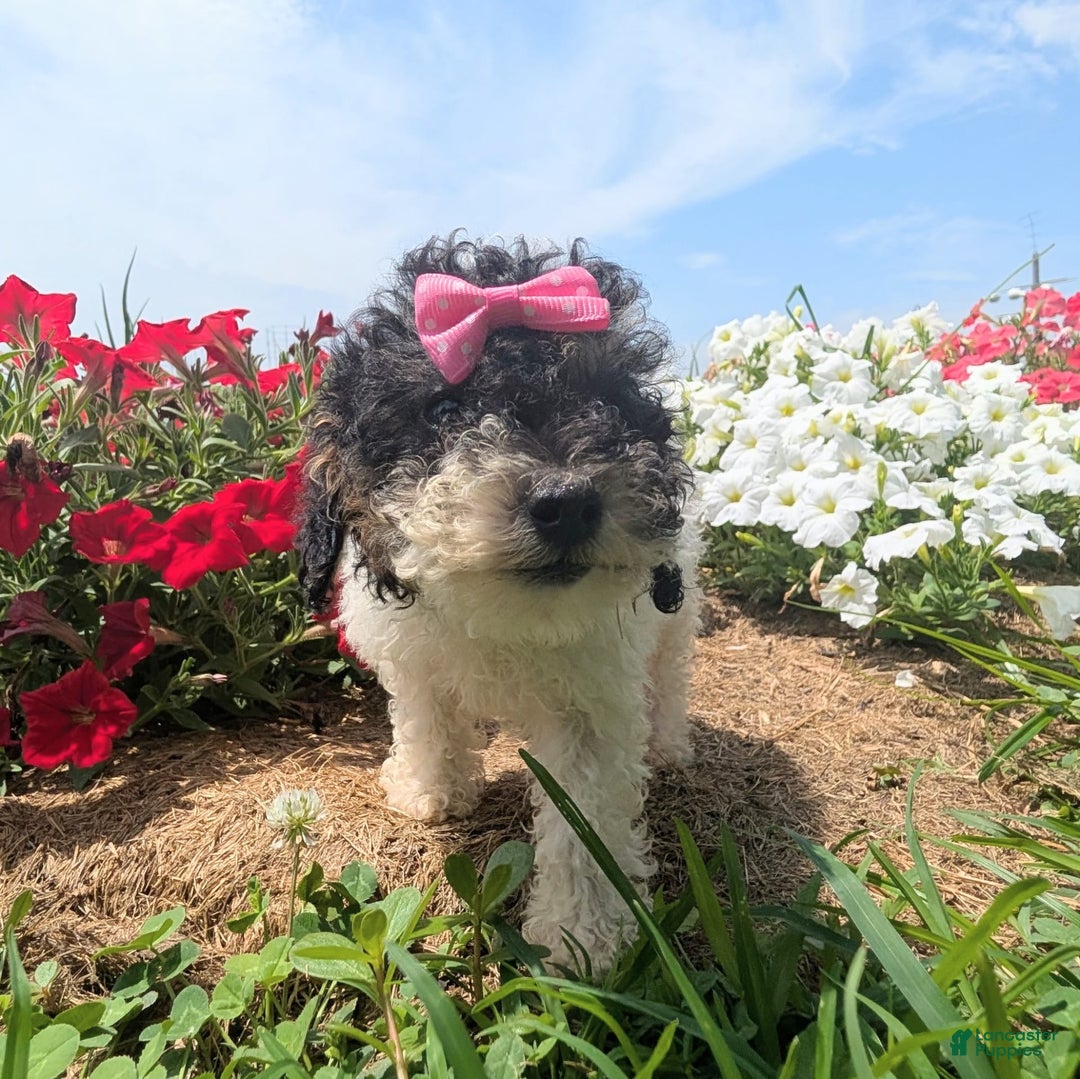 Toy Poodle dogs for sale: Sunshine - Ad 5