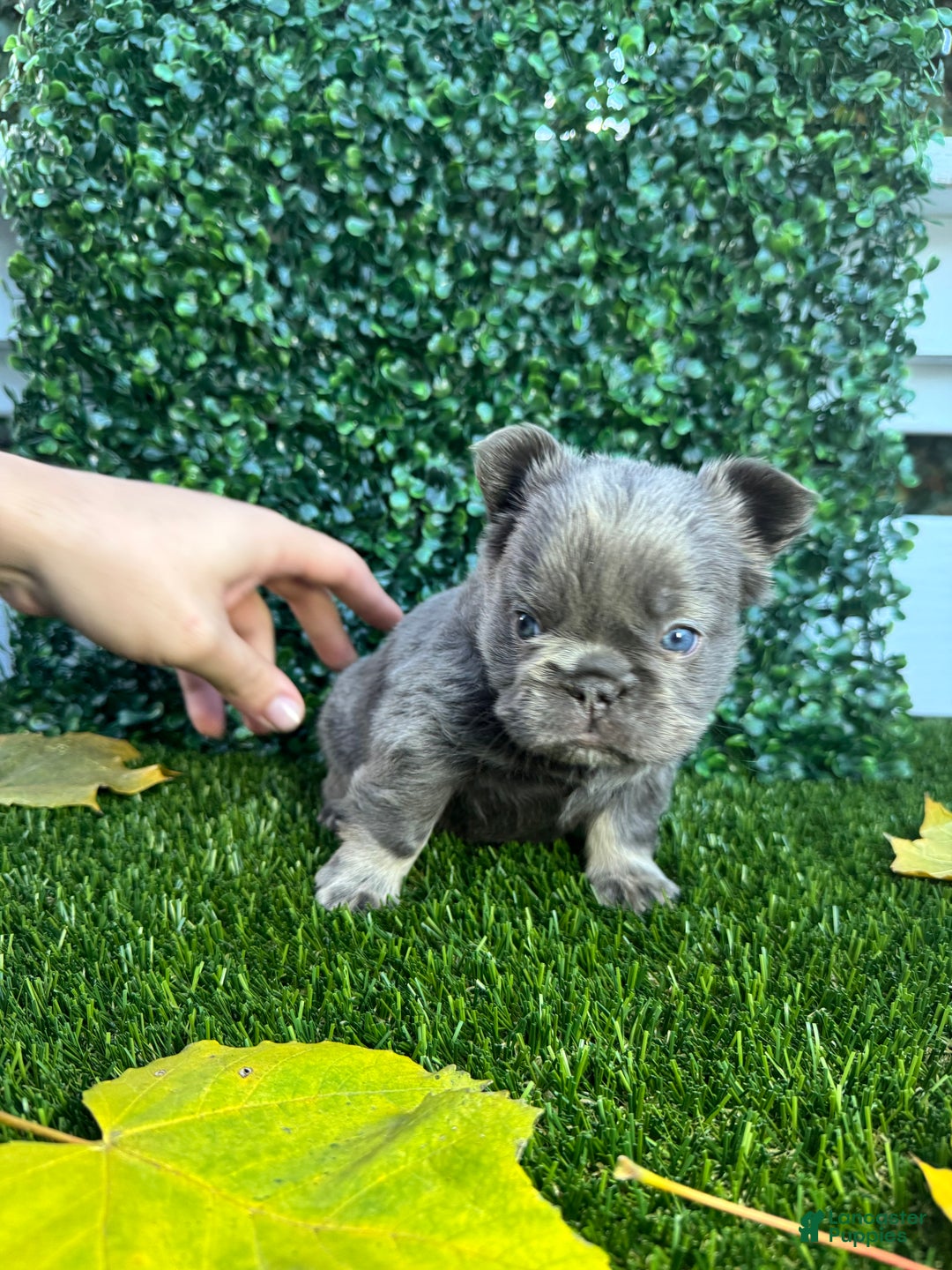 French Bulldog dogs for sale: Summer - Ad 7