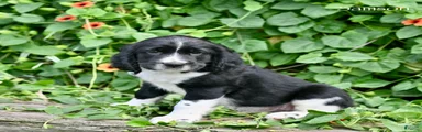 Samson 