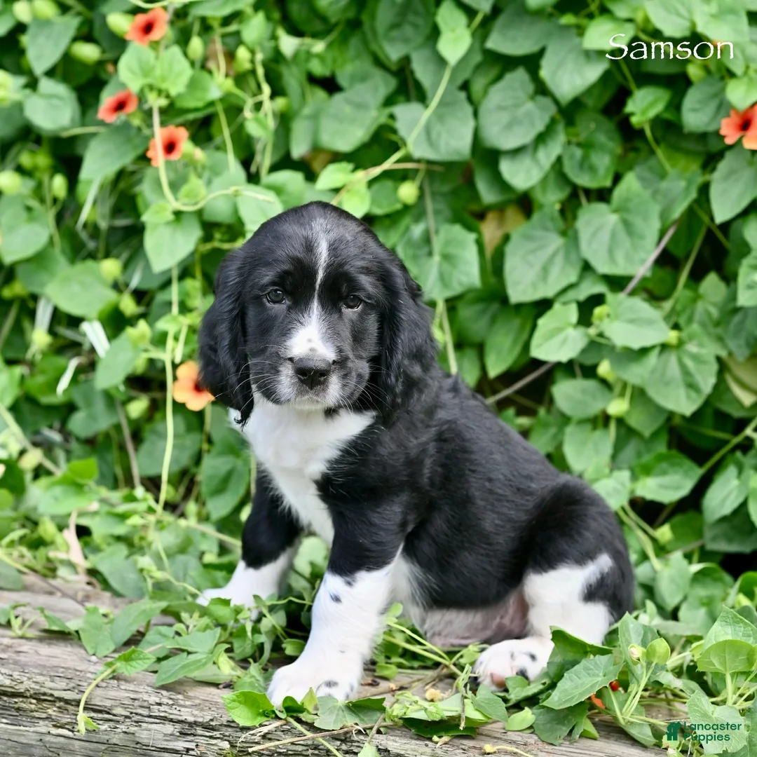 English Springer Spaniel dogs for sale: Samson  - Ad 1