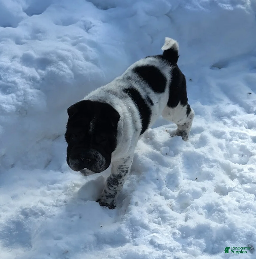 Shar Pei dogs for sale: Oreo black flower mini - Ad 1
