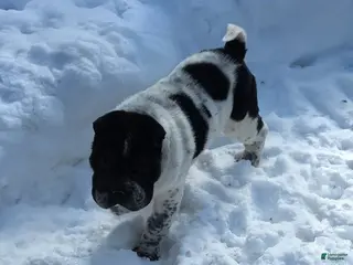 Shar Pei dogs Oreo black flower mini - Ad 1