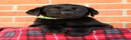 Labrador Retriever dogs for sale: Allie - Ad 5