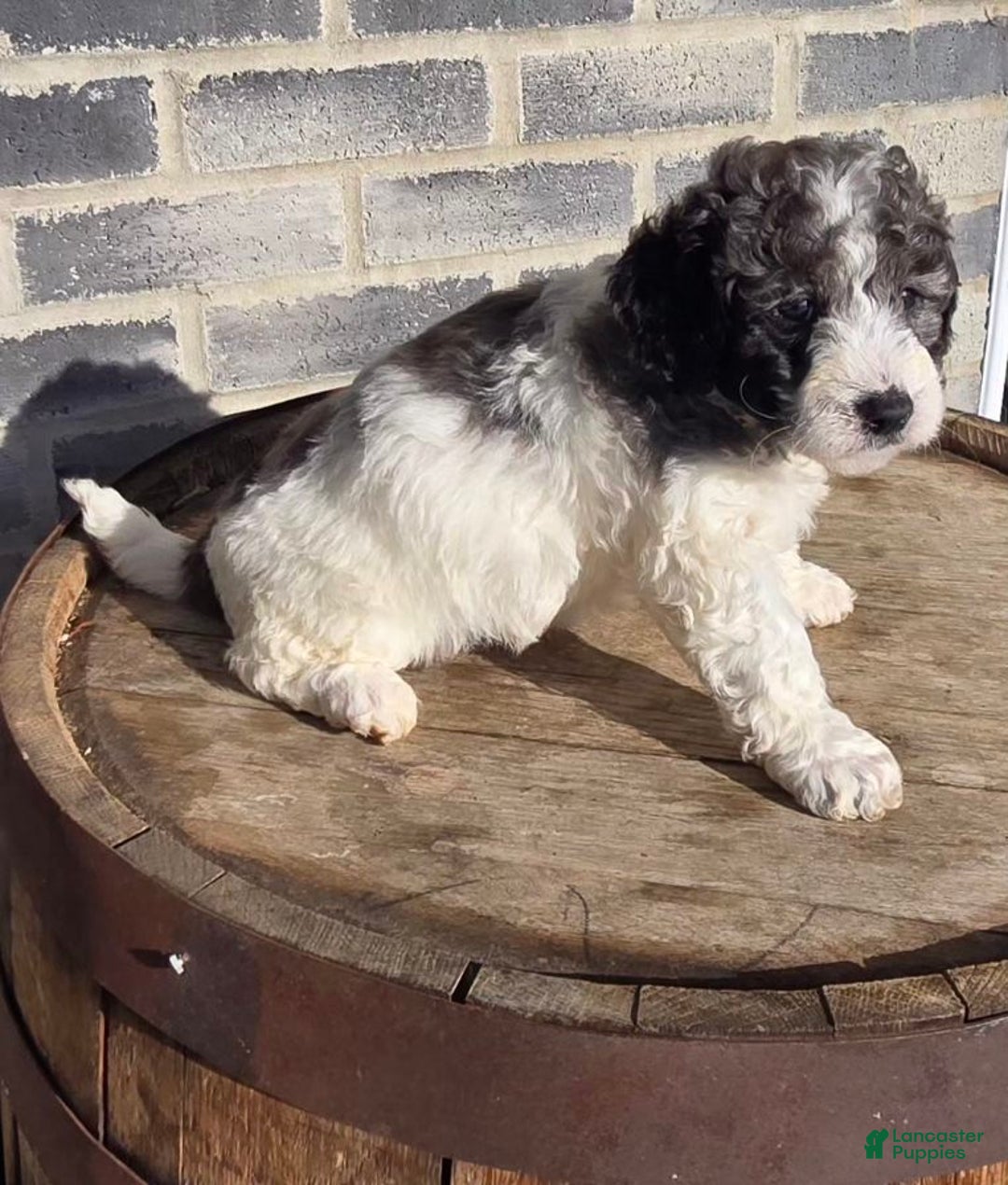 Mini Goldendoodle dogs for sale: Smokey - Ad 3