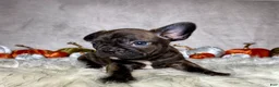 Mixed Breed dogs for sale: Mr. Bruce - Ad 6