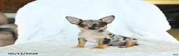 Chihuahua dogs for sale: Randy - Ad 4