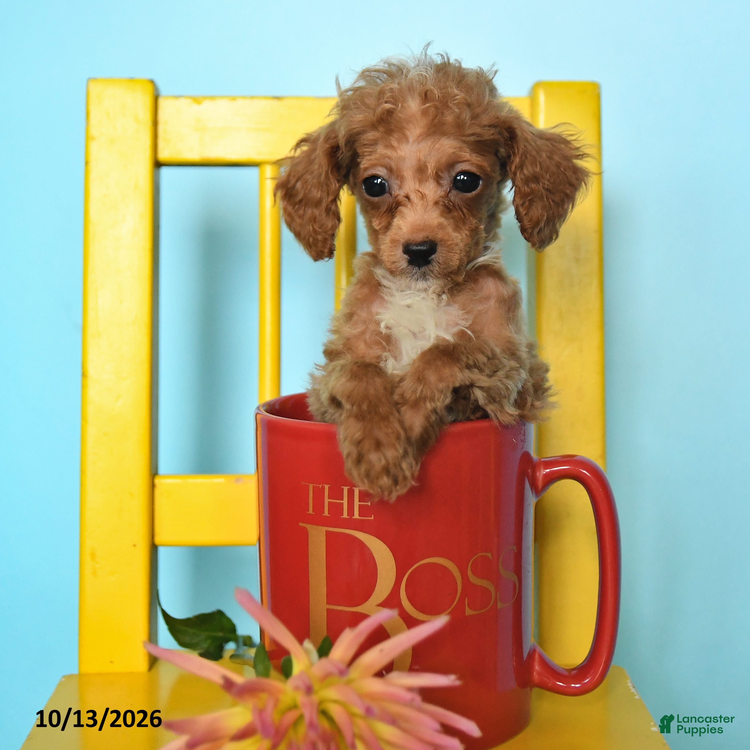 Toy Poodle dogs for sale: Bobby - Ad 2