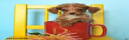 Toy Poodle dogs for sale: Bobby - Ad 2
