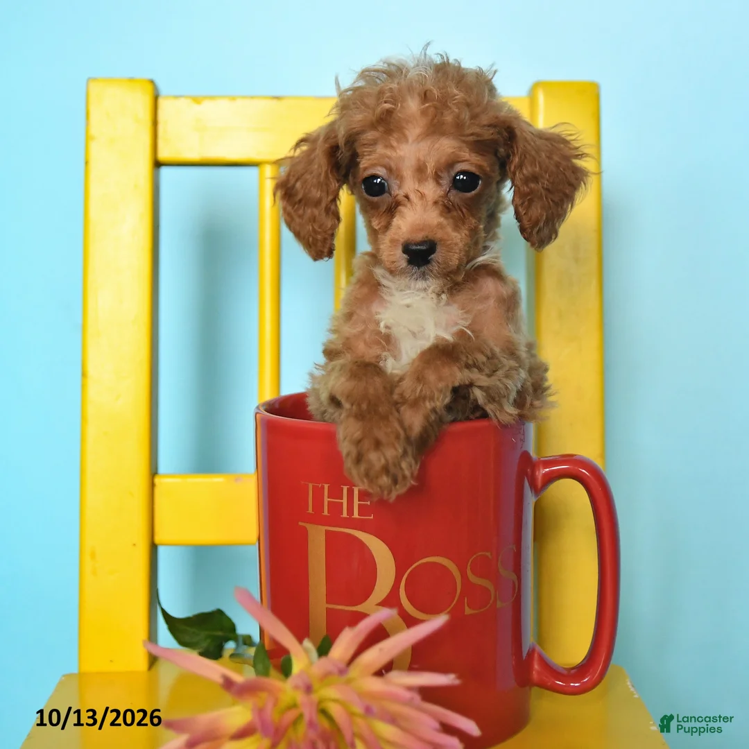 Toy Poodle dogs for sale: Bobby - Ad 2