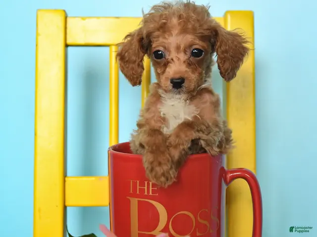 Toy Poodle dogs for sale: Bobby - Ad 2