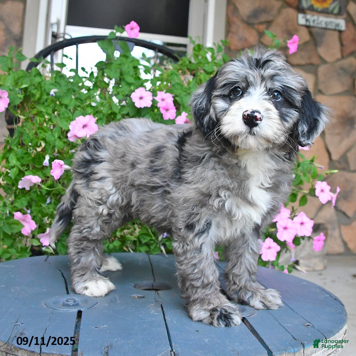 Mixed Breed dogs Prince - Ad 2