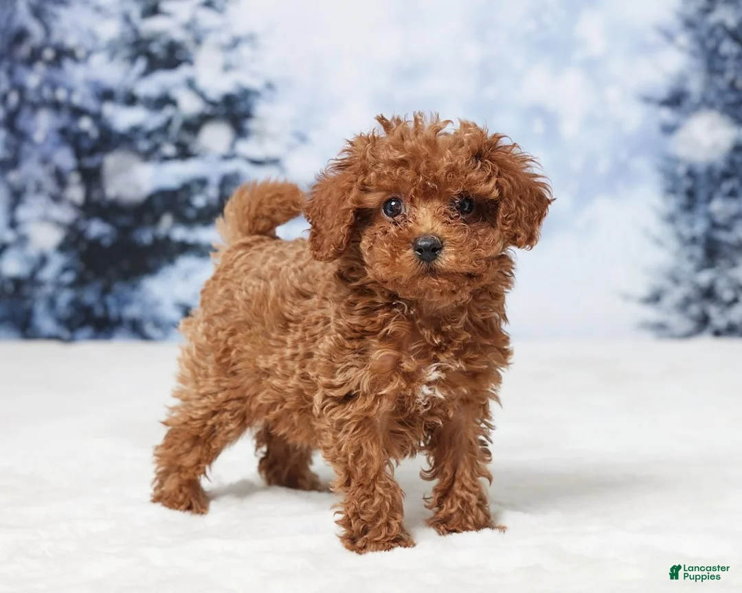 Toy Poodle dogs for sale: Angel - Ad 1
