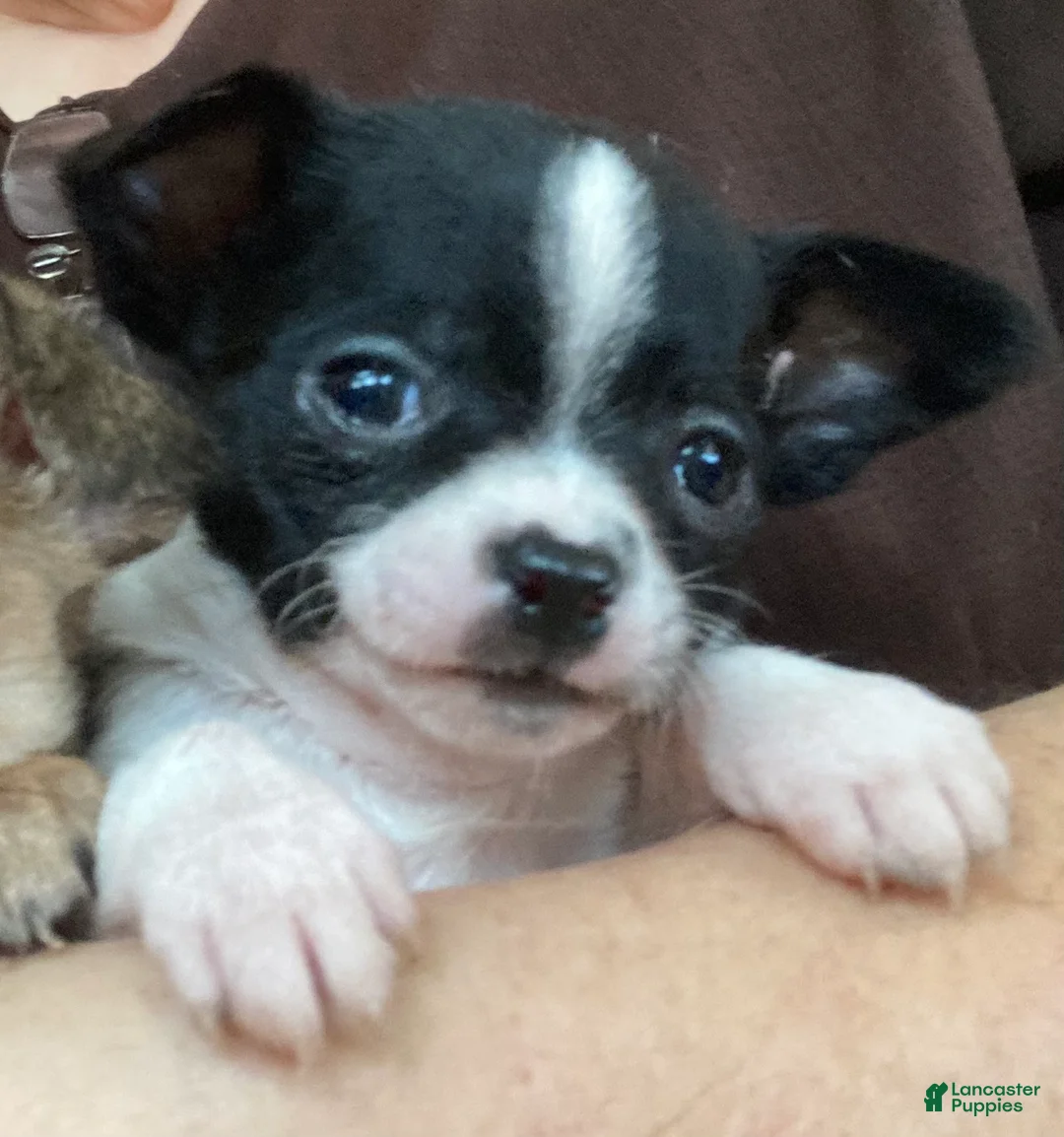 Chihuahua dogs for sale: Chihuahua Puppy 1 - Ad 1