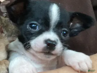 Chihuahua dogs Chihuahua Puppy 1 - Ad 22