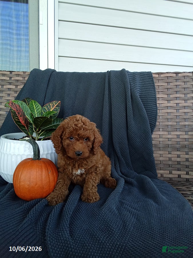 Mixed Breed dogs Elisha - Ad 1