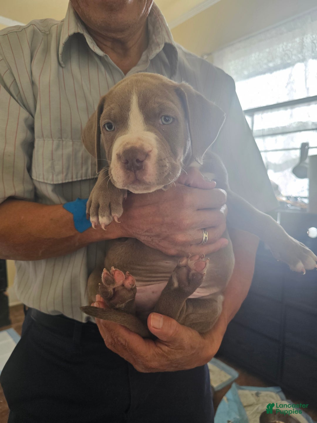 American Pit Bull Terrier dogs for sale: American Pit Bull Terrier Puppy 1 - Ad 1