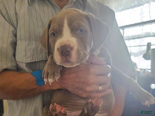 American Pit Bull Terrier dogs American Pit Bull Terrier Puppy 1 - Ad 4