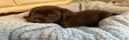 Labrador Retriever dogs for sale: Labrador Retriever Pink - Ad 2
