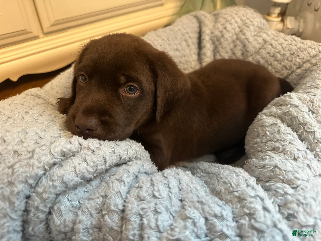 Labrador Retriever dogs for sale: Labrador Retriever Pink - Ad 2