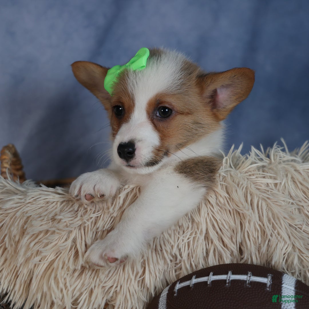 Welsh Corgi Pembroke dogs for sale: Dalton - Ad 2